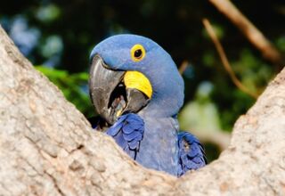 Manu-Nationalpark intensiv (UNESCO)