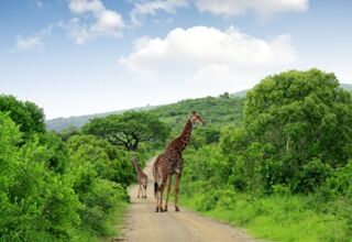 Krüger Walking Safari