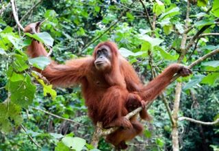 Taman Negara & Cameron Highlands