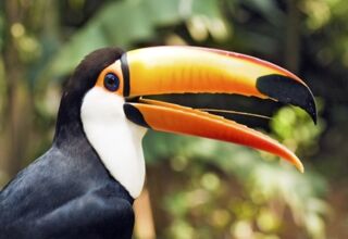 Costa Rica zu Fuß