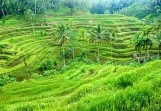 Dschungel auf Kalimantan