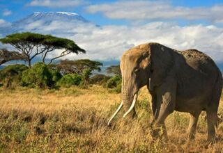 Tansania Safari-Abenteuer ab/bis Arusha