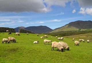 Öko-Pension in Irland - Gälische Kultur und wilde Küsten