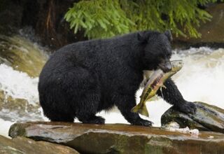 Yukon & Alaska: Aktiv im Land der Gletscher & Grizzlys