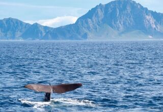 Wal- und Delfinbeobachtung: Zu Gast bei Moby Dick